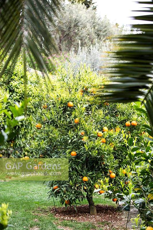 Citrus - Orange - tree, specimen in grass
