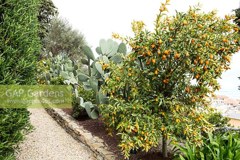 Fortunella margarita - Kumquat - tree growing in terrace 
