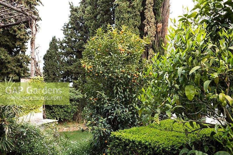 Fortunella margarita - Kumquat - tree growing amongst other evergreens 