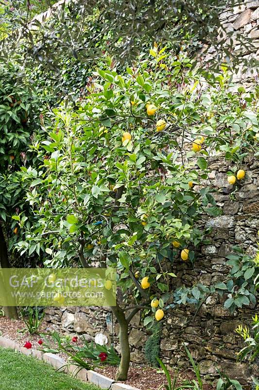 Citrus limon 'Femminello Carrubaro' - Lemon - tree growing against stone wall