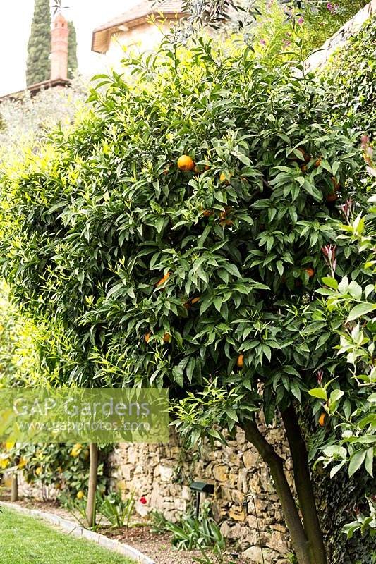 Citrus tree growing in ground in narrow bed at base of stone terrace wall 