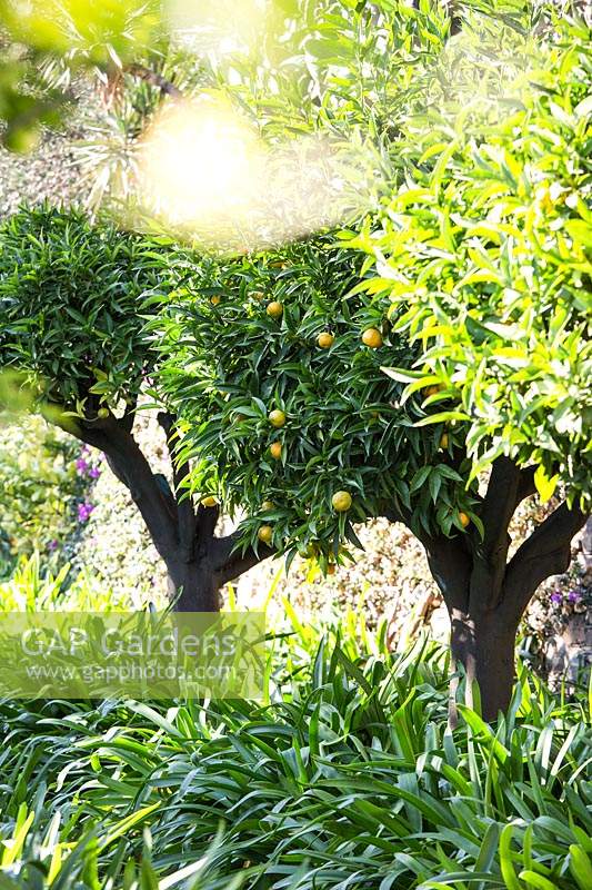Citrus trees with fruits with Agapanthus underplanting 