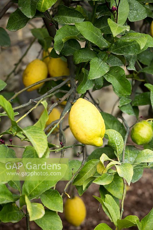 Citrus limone 'femminello Zagara Bianca' - Lemon 