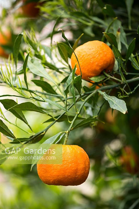 Citrus aurantium salicifolia - Willowleaf Sour Orange