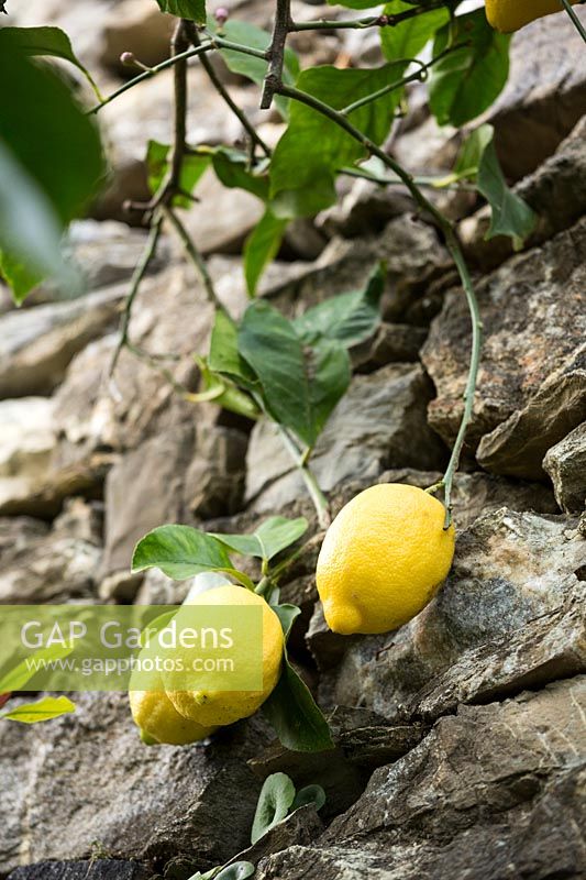 Citrus 'Femminello Carrubaro' - Lemon - branch against stone wall 