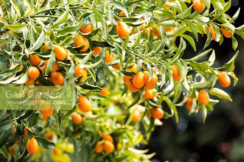 Fortunella margarita - Kumquat 