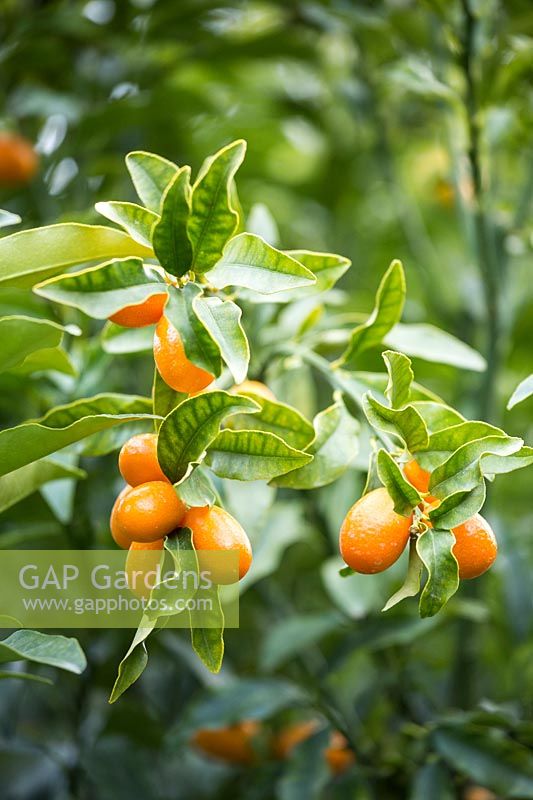 Fortunella margarita - Kumquat 