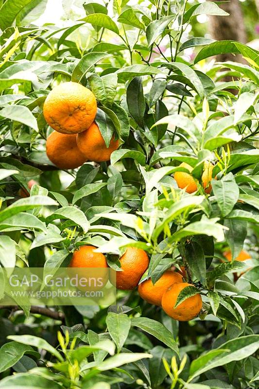 Citrus aurantium  - Bitter Orange