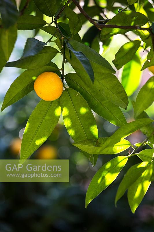 Citrus aurantium - Bitter Orange - single fruit amongst foliage with sunlight 