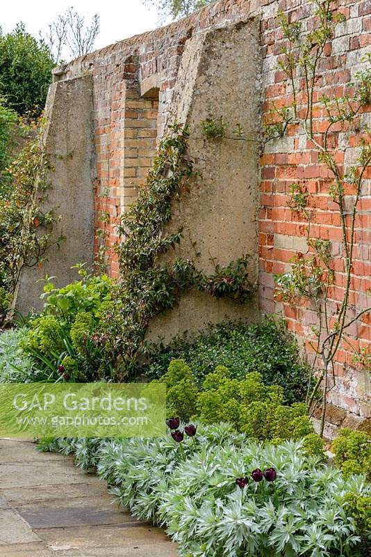Brick wall with climbers on wall including Rosa - Rose, narrow bed at base with Tulipa 'Queen of Night' - Tulip, Artemesia ludoviciana 'Valerie Finnis' and Euphorbia x martini 