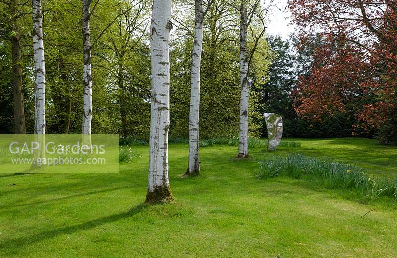 View across woodland and grass with Betula pendula Dalecarlica - Swedish Birch - trees to metal sculpture called Sail
