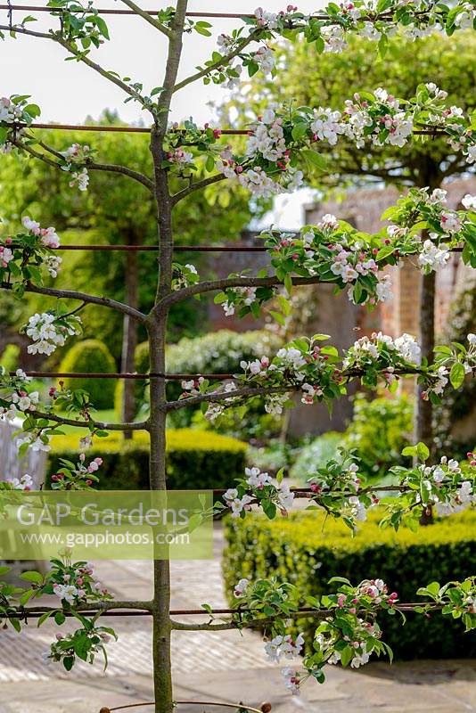 Malus 'Evereste' - Crabapple - pleached trained espalier in blossom, view through free-standing screen
