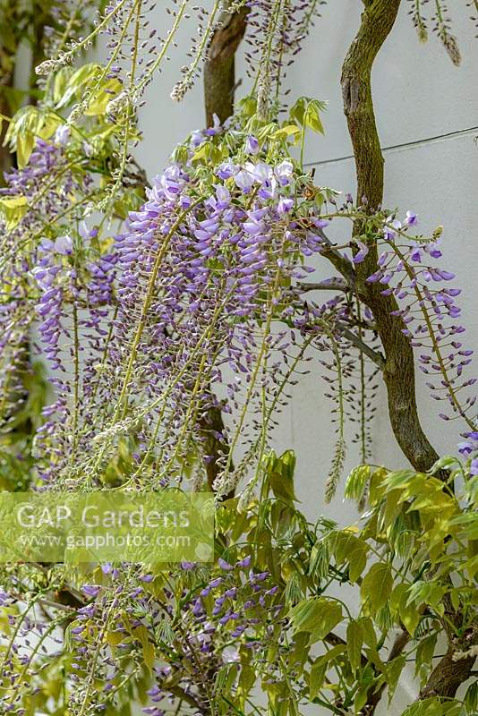 Wisteria sinensis 'Prolific' climbing on wall, buds and emerging flowers and foliage