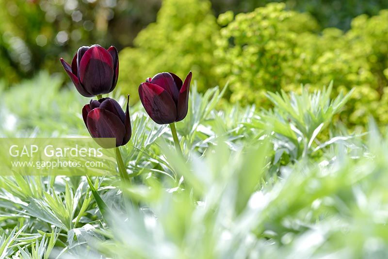 Tulipa - Tulip - 'Queen of Night' and Artemesia ludoviciana 'Valerie Finnis' 