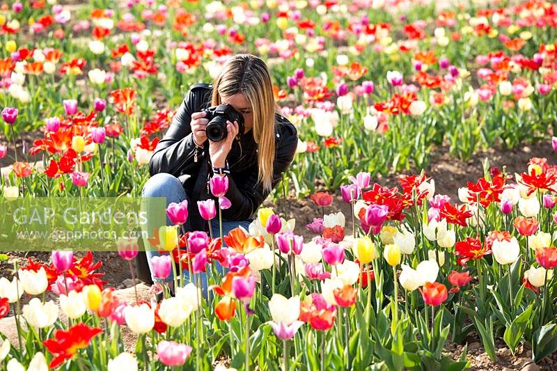 Woman with a camera photographing Tulipa - Tulip - field
