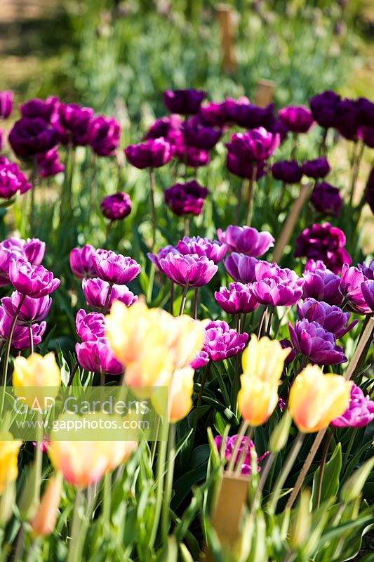 Rows of Tulipa - Tulip 