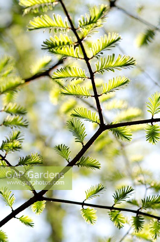Metasequoia glyptostroboides - Dawn Redwood 