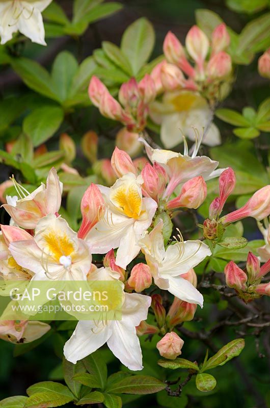 Rhododendron 'Silver Slipper