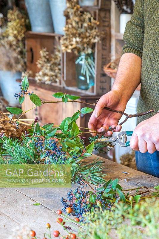 Man using garden sissors to cut stems of Viburnum davidii