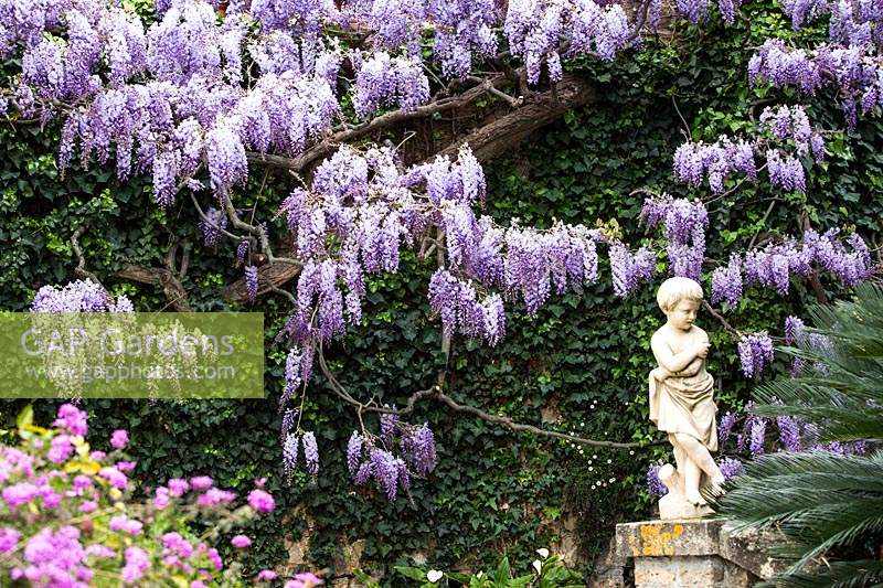 Statue in garden with flowering Wisteria sinensis 'Prolific'. Villa Pergola. Alassio, Italy.