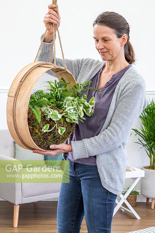 Woman hanging wooden sieve planted with mixed houseplants from ceiling. 