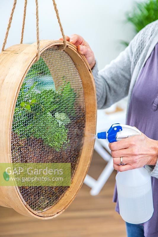 Woman misting houseplants planted in sieve with water from pump-action spray bottle.
