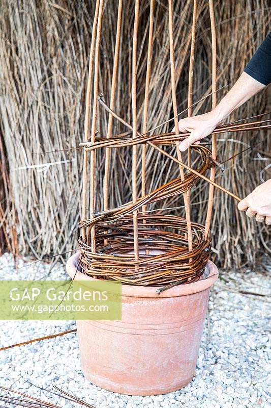 Woman making plant support out of willow stems.
