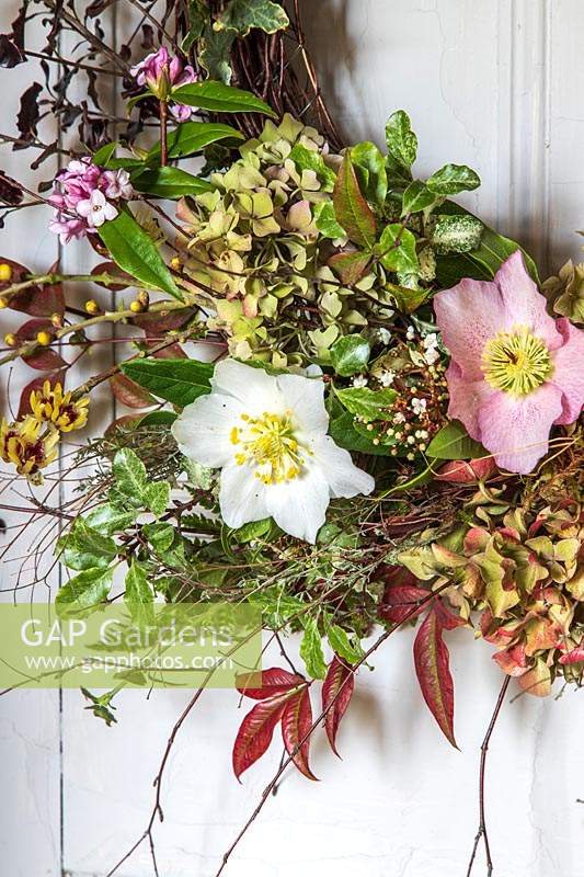 Close up detail of rustic New Year wreath hung on wooden door including Helleborus - Hellebore and Hydrangea flowers