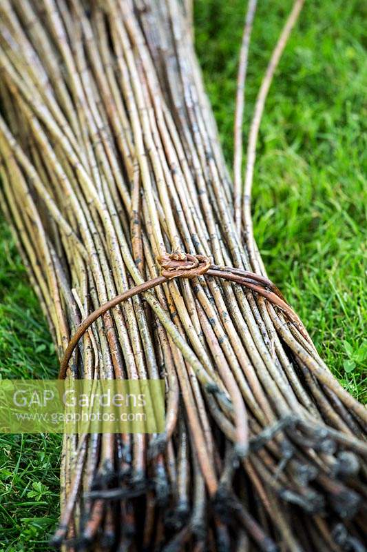 Salix - Willow - bundle - on grass, tied with willow 