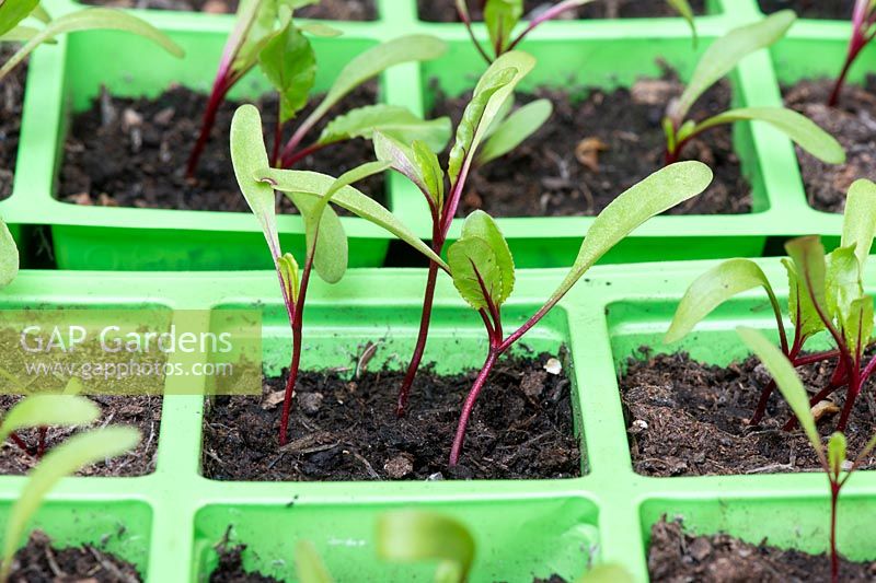 Beta vulgaris - Beetroot seedlings in modules