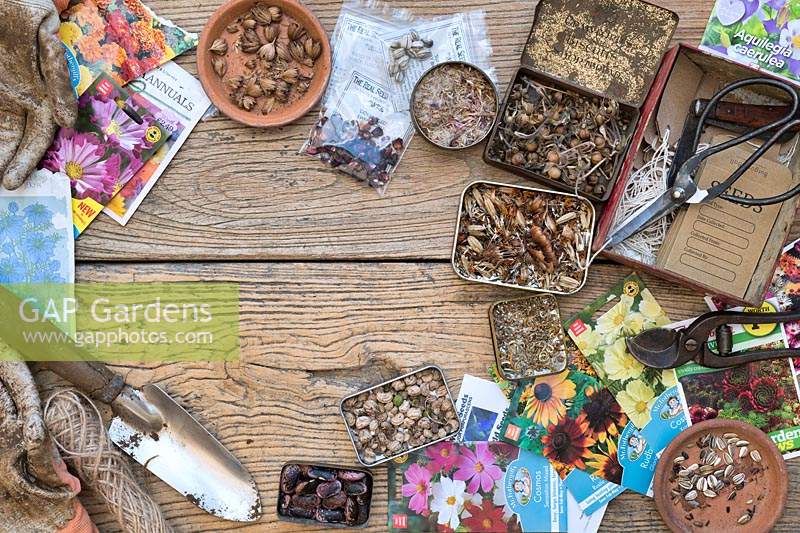 Various saved flower and vegetable seeds in tins with tools and seed packets