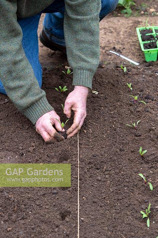 Beta vulgaris - Gardener planting out beetroot seedlings