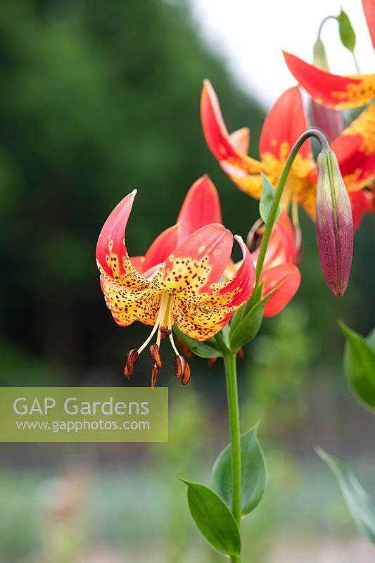 Lilium 'Fusion' - Lily 'Fusion' flowers