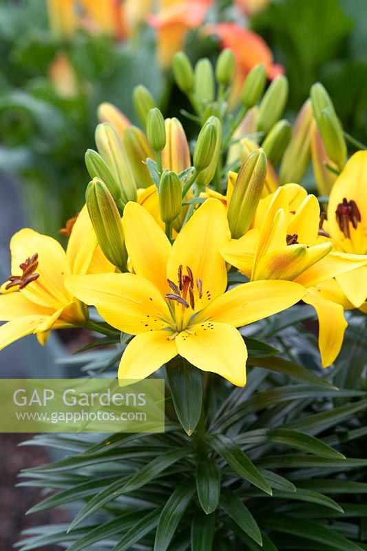 Lilium 'Golden joy' - Dwarf Asiatic Lily