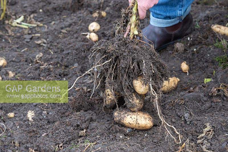 Gardener harvesting potatoes - Solanum tuberosum