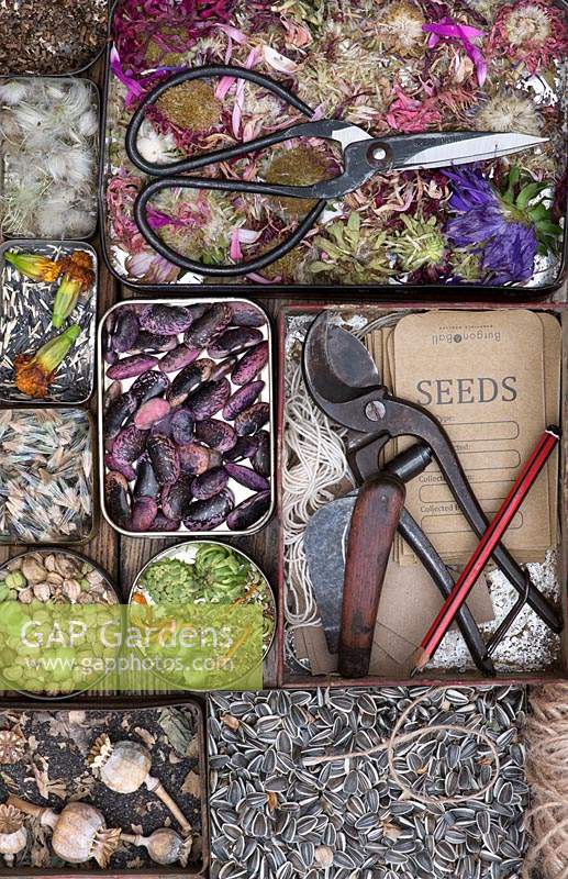 Various saved flower and vegetable seeds in tins with tools, packets and labels
