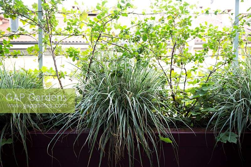 Carex 'Everest' grasses planted in raised container. 
