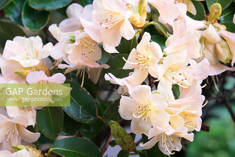 Rhododendron 'Percy Wiseman' 