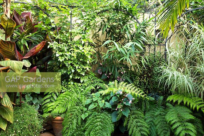 Pots of foliage arranged in front of metal arches to create a tropical-style screen, plants include: Canna indica 'Tropicana', Woodwardia radicans and Begonia grandis