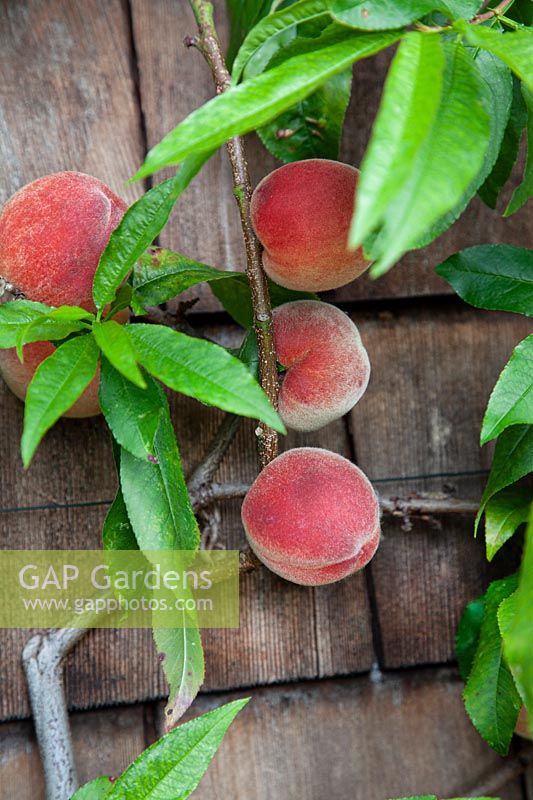 Prunus persica 'Kestrel' - Peach - ripe fruits on wall-trained plant against fence