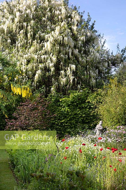 wildflower meadow with crane sculpture, in front of a magnificent white Wisteria 