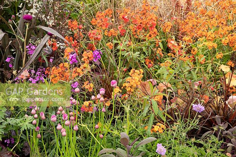 Coloured themed borders in The Macmillan Legacy Garden, plants include Erysimum - Wallflower - in orange and purple 