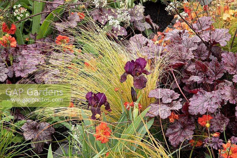 The Redshift Garden , Heuchera, Carex and Iris 