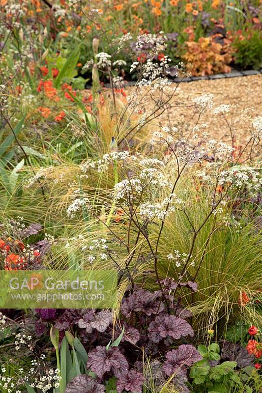 The Redshift Garden, view across colour themed bed with Anthriscus, Heuchera and Geum 
