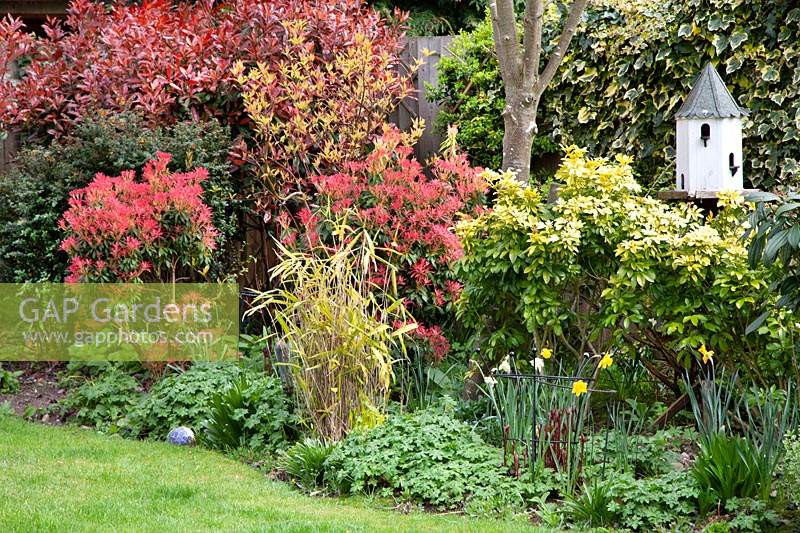 Mixed shrubs including Pieris, Cornus, Bamboo, Choisya ternata 'Sundance' with groundcover perennials and Narcissus - Daffodil 