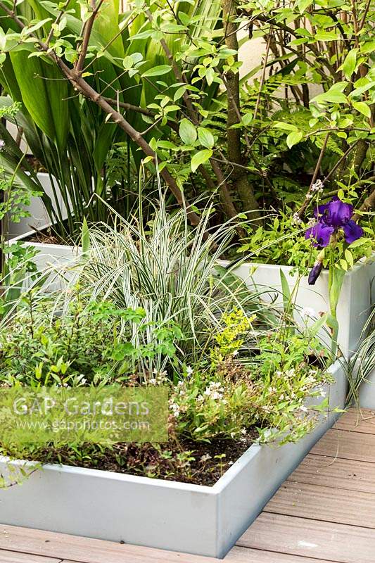 Decking on the terrace with a mix of shrubs in low square containers including carex 'everest' and iris
