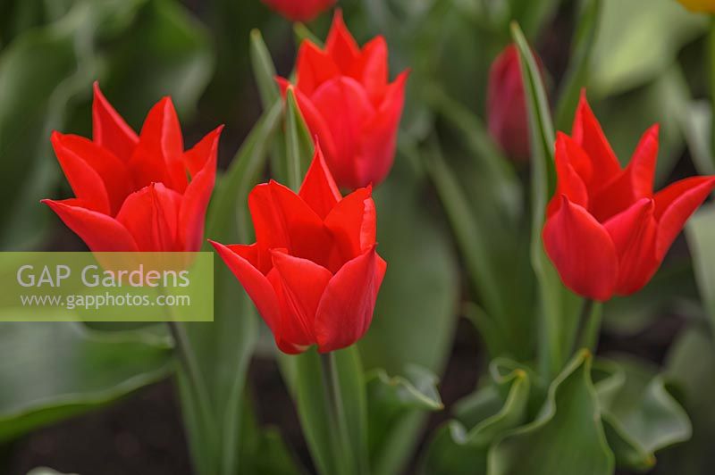 Lily-Flowered Tulipa 'Pieter de Leur' 