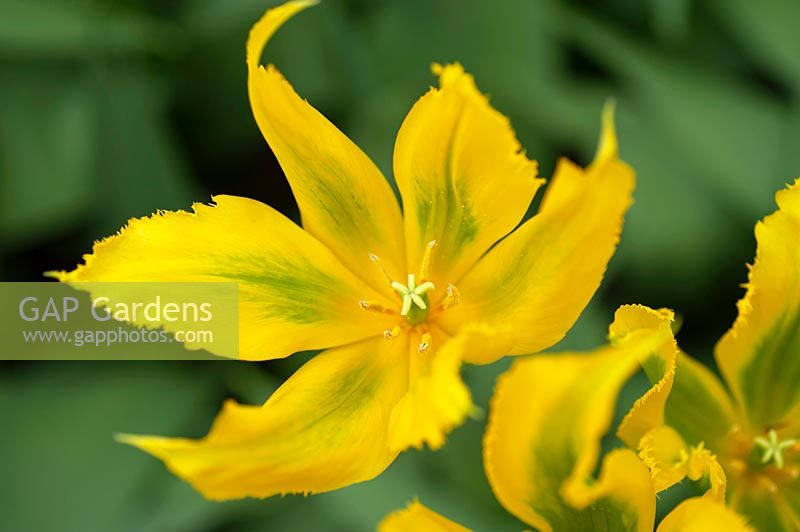 Tulipa 'Green Mile' - Fringed Viridiflora Tulip 'Green Mile'