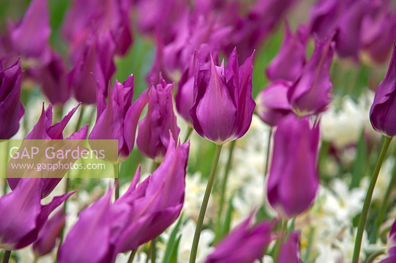 Tulipa 'Purple Dream' â€“ Lily-flowered Tulip 'Purple Dream'