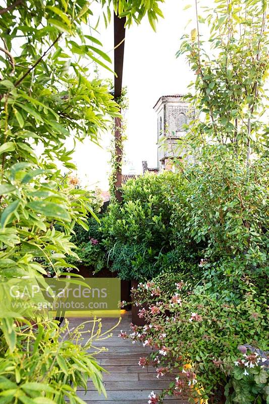 Dense planting in modern raised containers in Italian terrace garden. 
